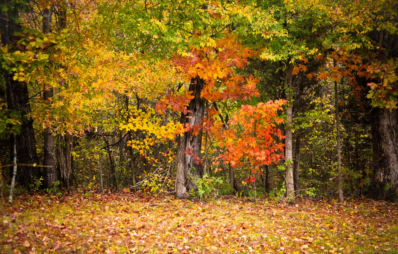 Фото обои осень, листья, деревья, красочно