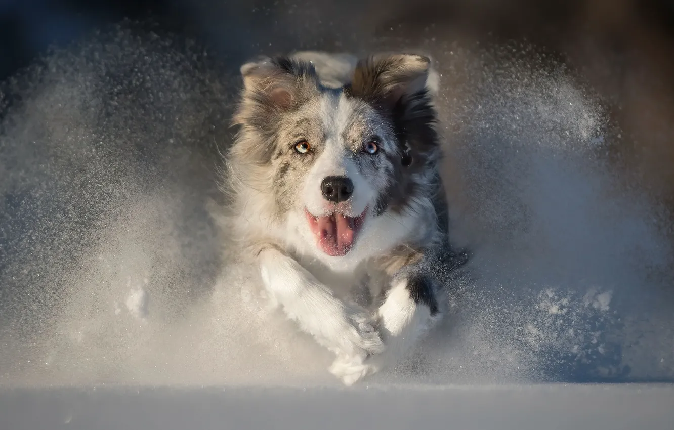 Фото обои зима, морда, снег, собака, бег, австралийская овчарка