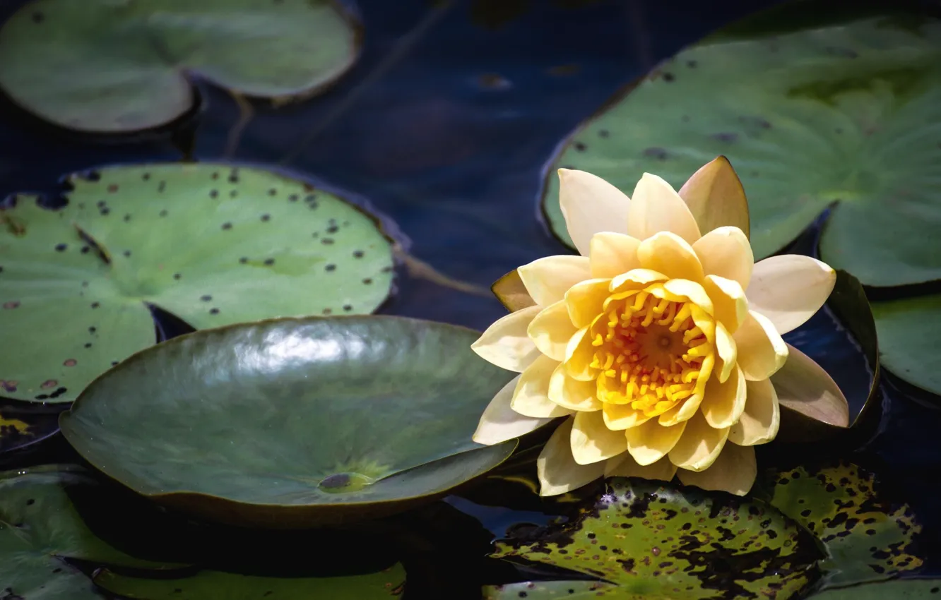 Фото обои цветок, вода, озеро, водяная лилия