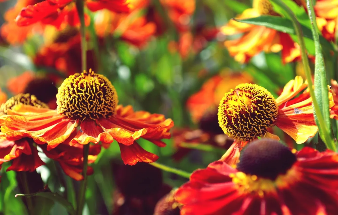 Фото обои лето, цветы, оранжевый, желтый, ярко, flowers