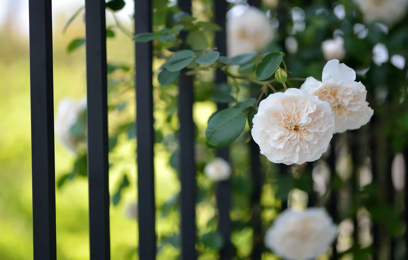 Фото обои цветы, забор, розы, светлые, решетка, цветки
