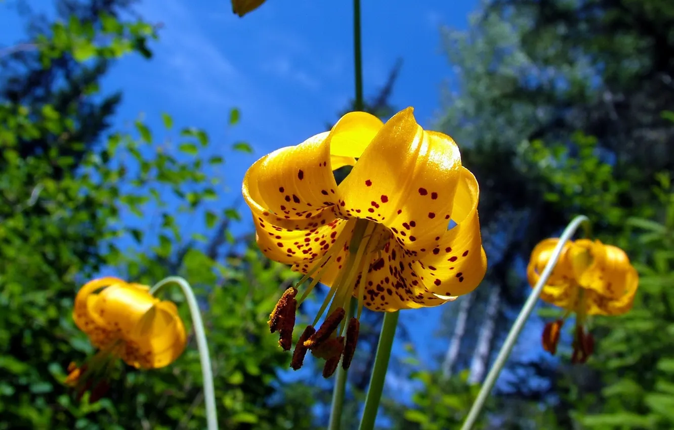 Фото обои colors, nature, yellow, flowers