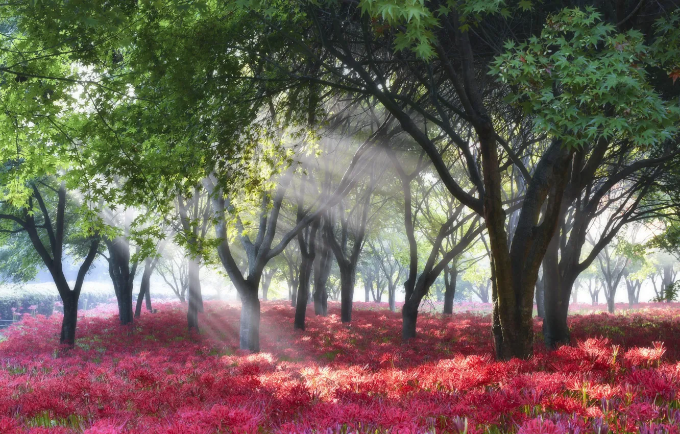 Фото обои лучи, деревья, пейзаж, цветы, природа, туман, парк, утро