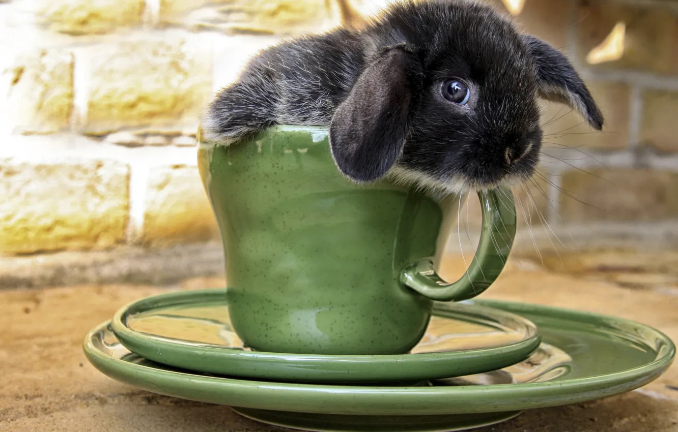 Фото обои кролик, мордочка, чашка