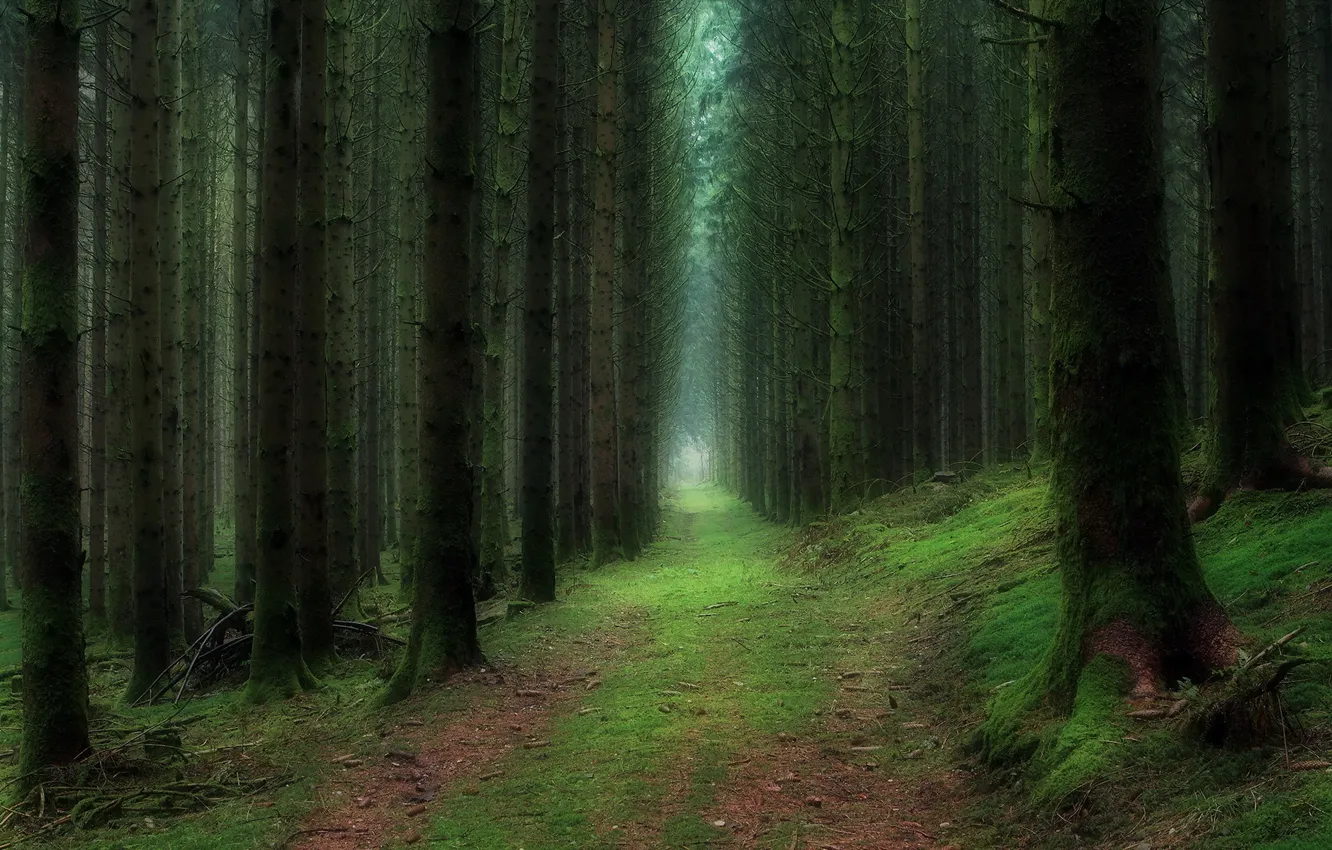 Фото обои лес, пейзаж, природа