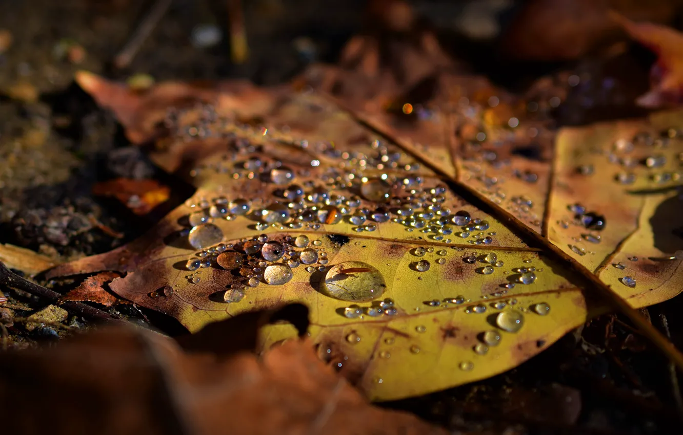 Фото обои осень, капли, желтый, природа, лист, земля, листок, лежит