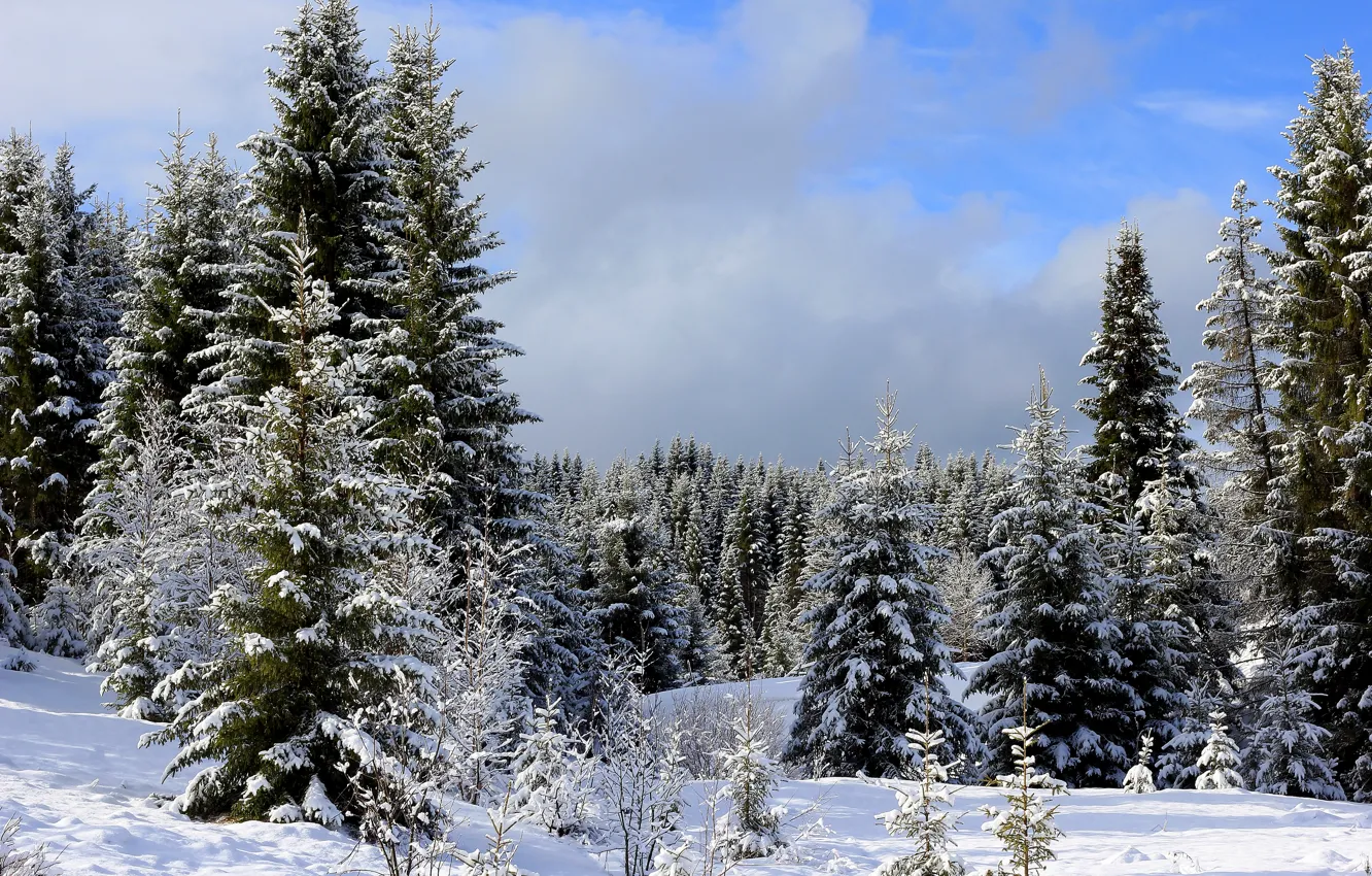 Фото обои зима, лес, небо, облака, снег, деревья, ели, сугробы
