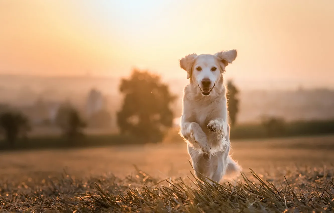 Фото обои взгляд, друг, собака