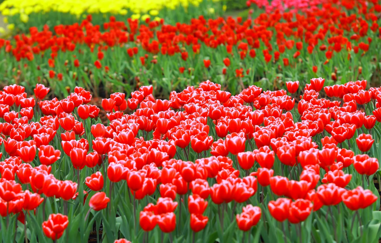 Фото обои цветы, яркие, весна, сад, тюльпаны, красные, клумба, много