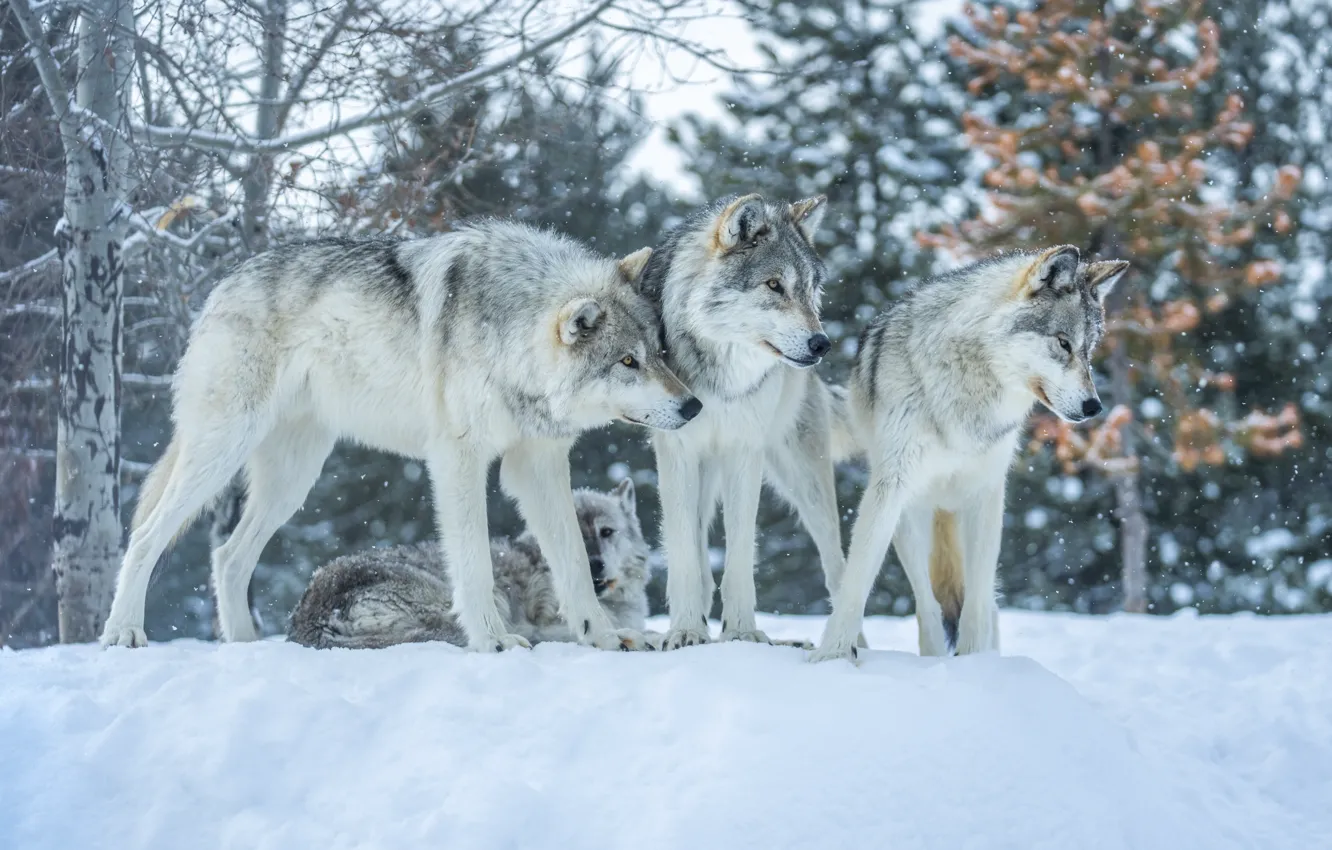 Фото обои зима, снег, хищники, стая, волки, санитары леса