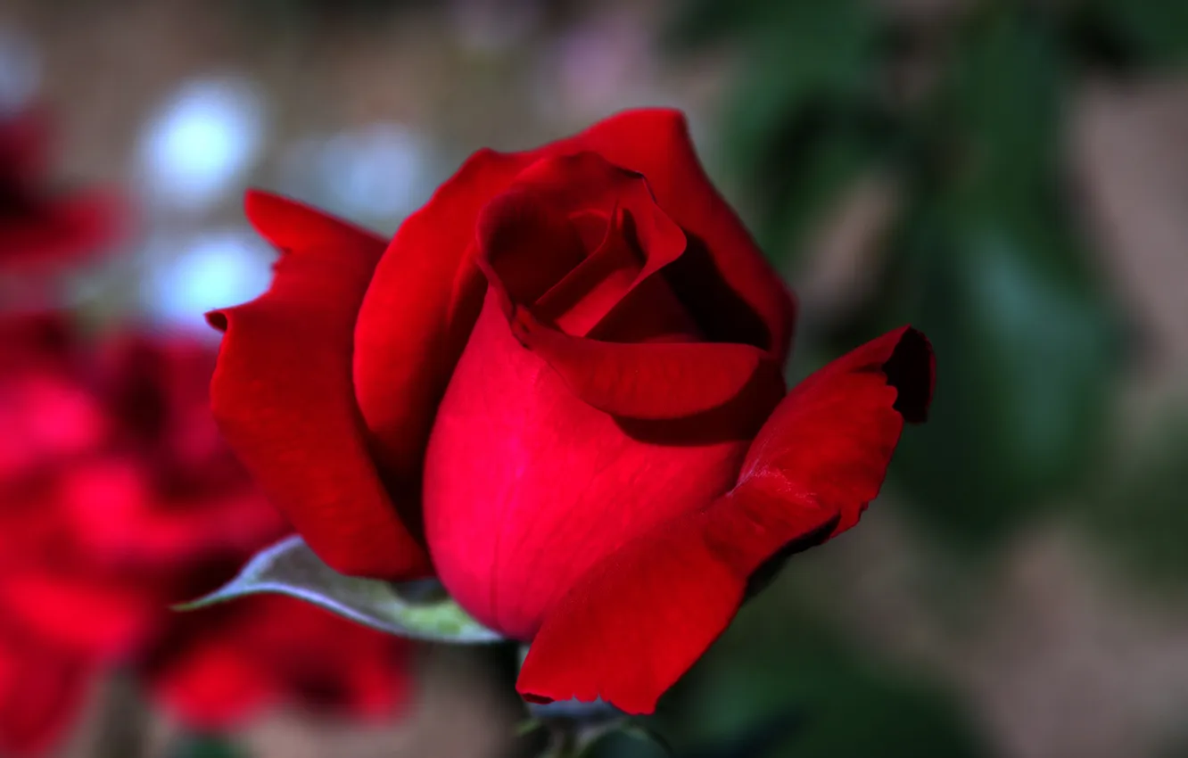 Фото обои цветок, роза, красная