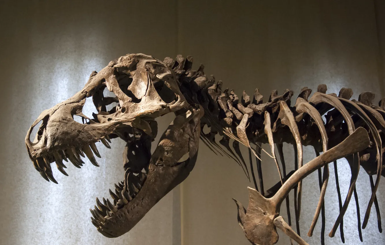 Фото обои head, museum, shows, dinosaur, scavenger, carnivore, petrified bones, representation of the body