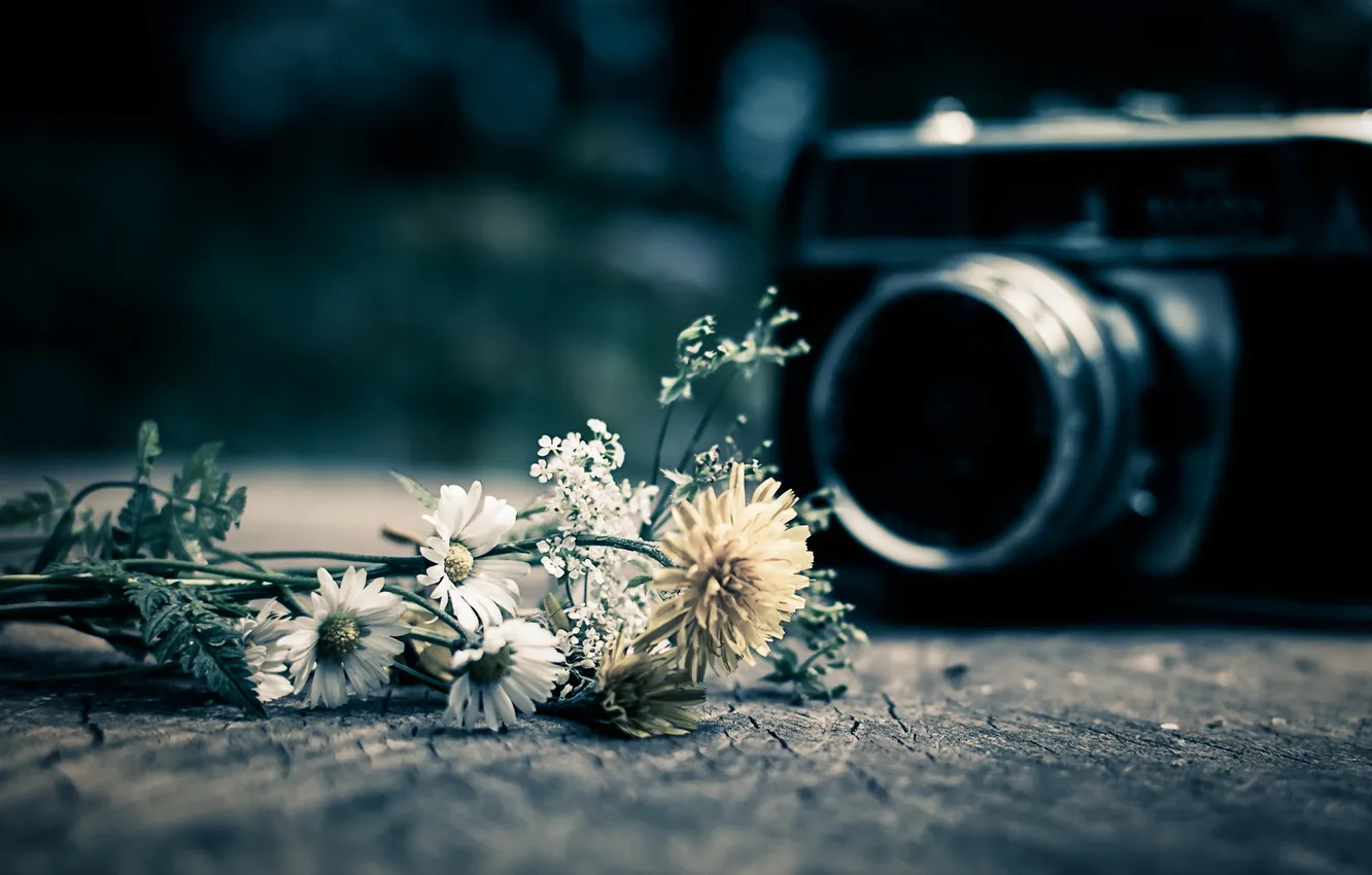 Фото обои макро, фотоаппарат, Wild Flowers