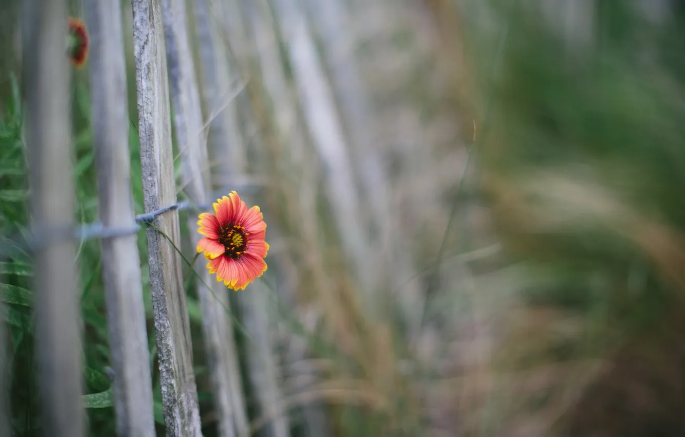 Фото обои цветок, макро, забор