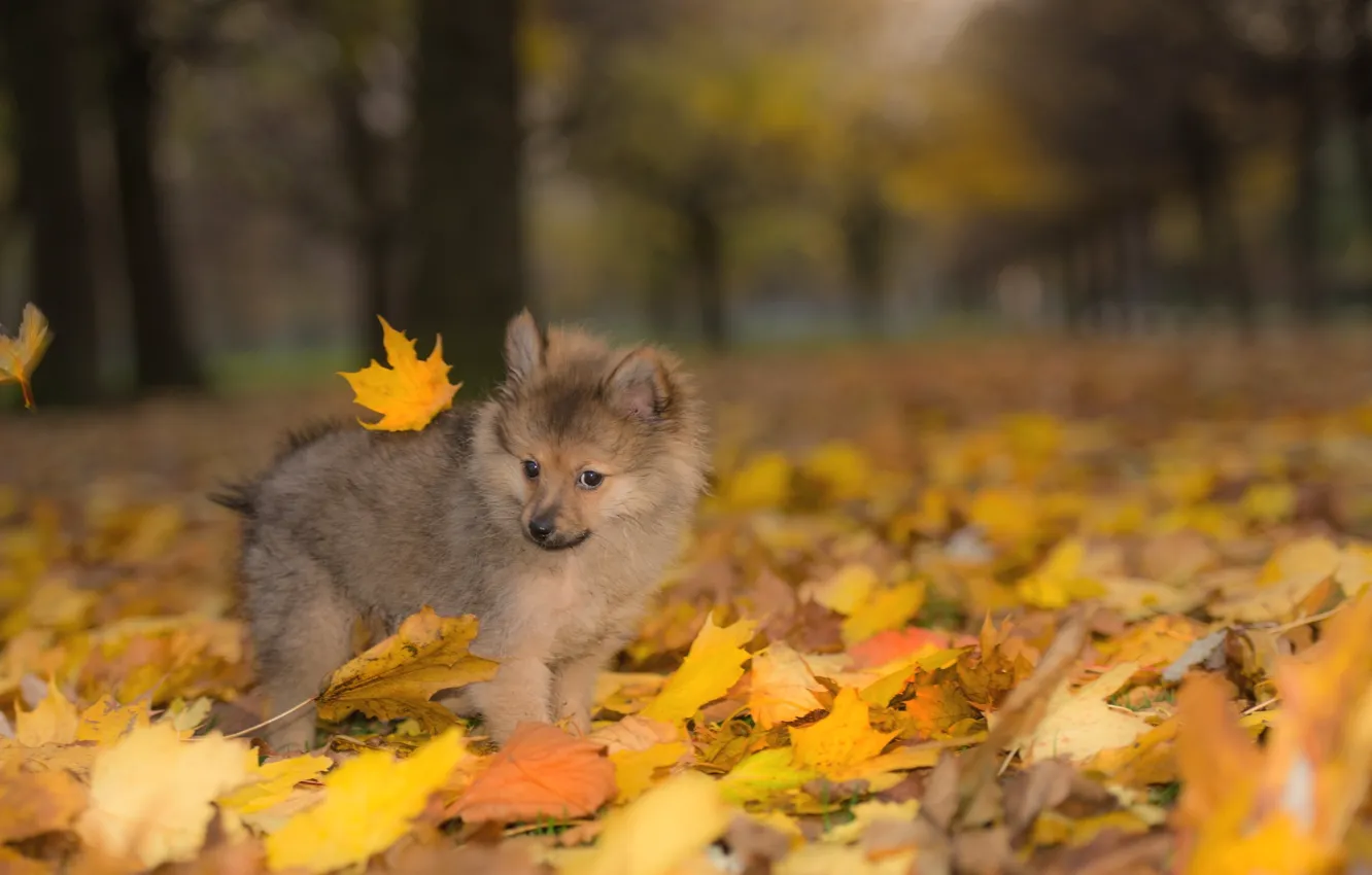 Фото обои осень, собака, щенок