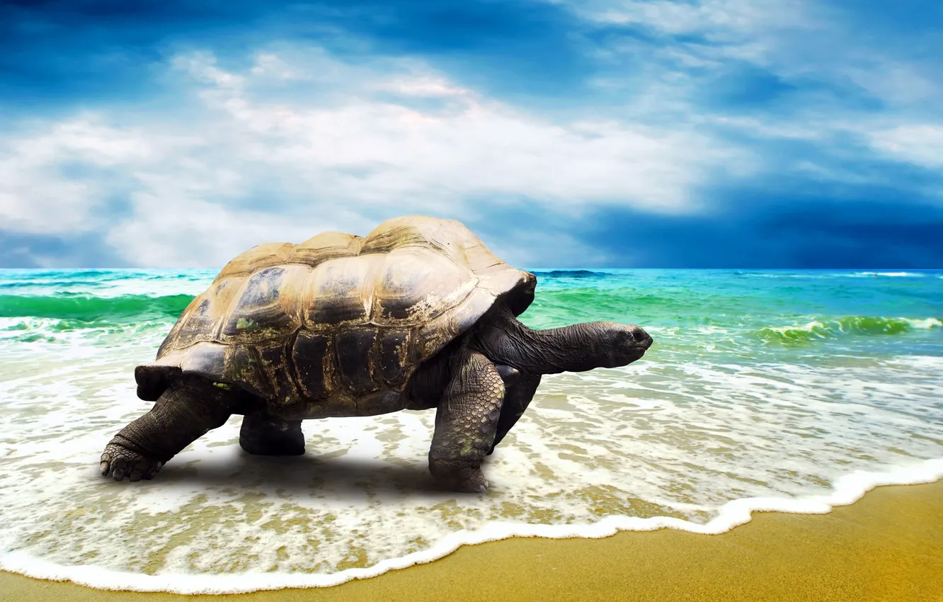 Фото обои песок, море, пляж, берег, черепаха