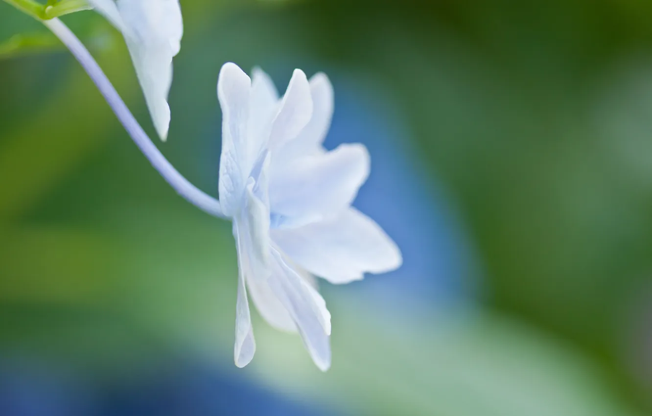Фото обои белый, цветок, макро, свет, голубой, нежность, растение, лепестки