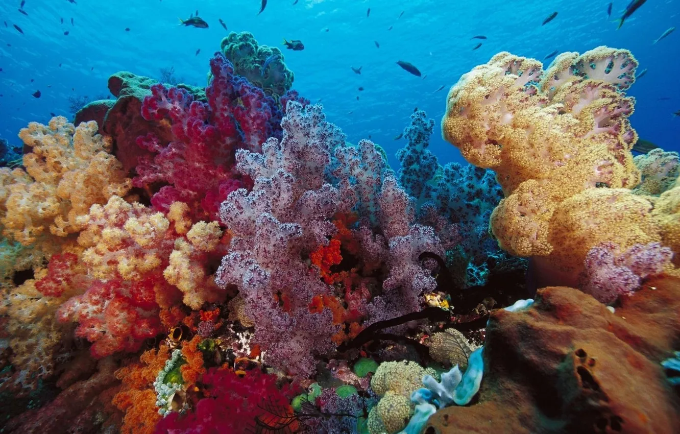 Фото обои рыбы, жизнь, цвет, deep, ocean, life, морское дно, коралы