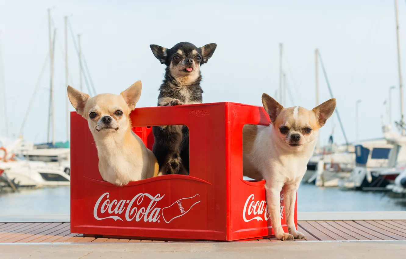Фото обои собаки, яхты, причал, ящик, трио, чихуахуа, гавань, боке