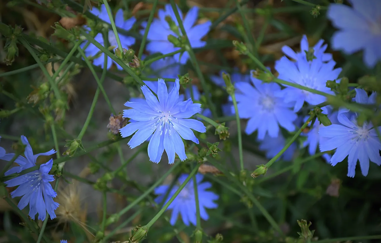 Фото обои Цветы, Цветочки, Flowers