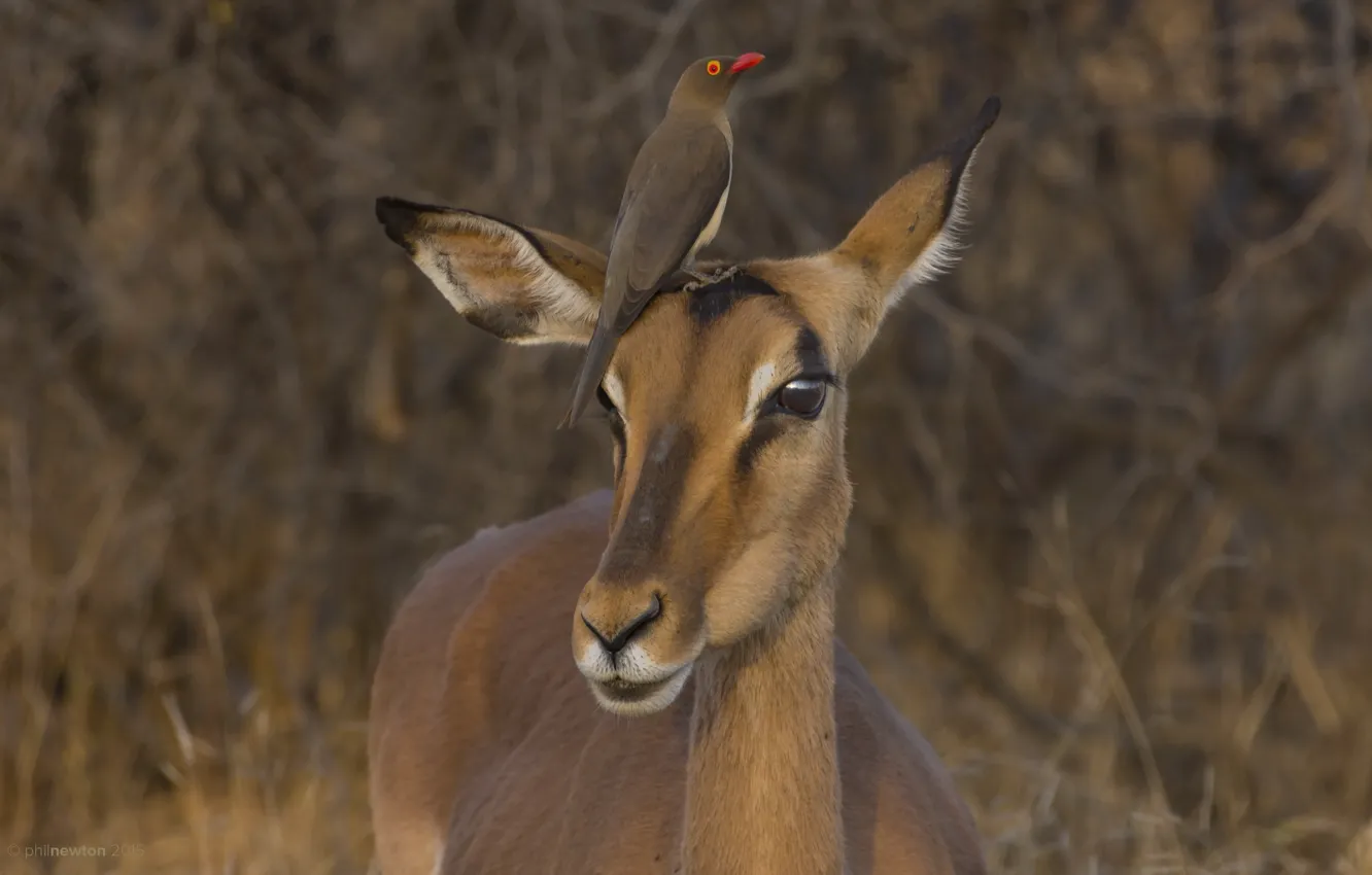 Фото обои South Africa, Impala, Kruger National Park, Red-billed Oxpecker