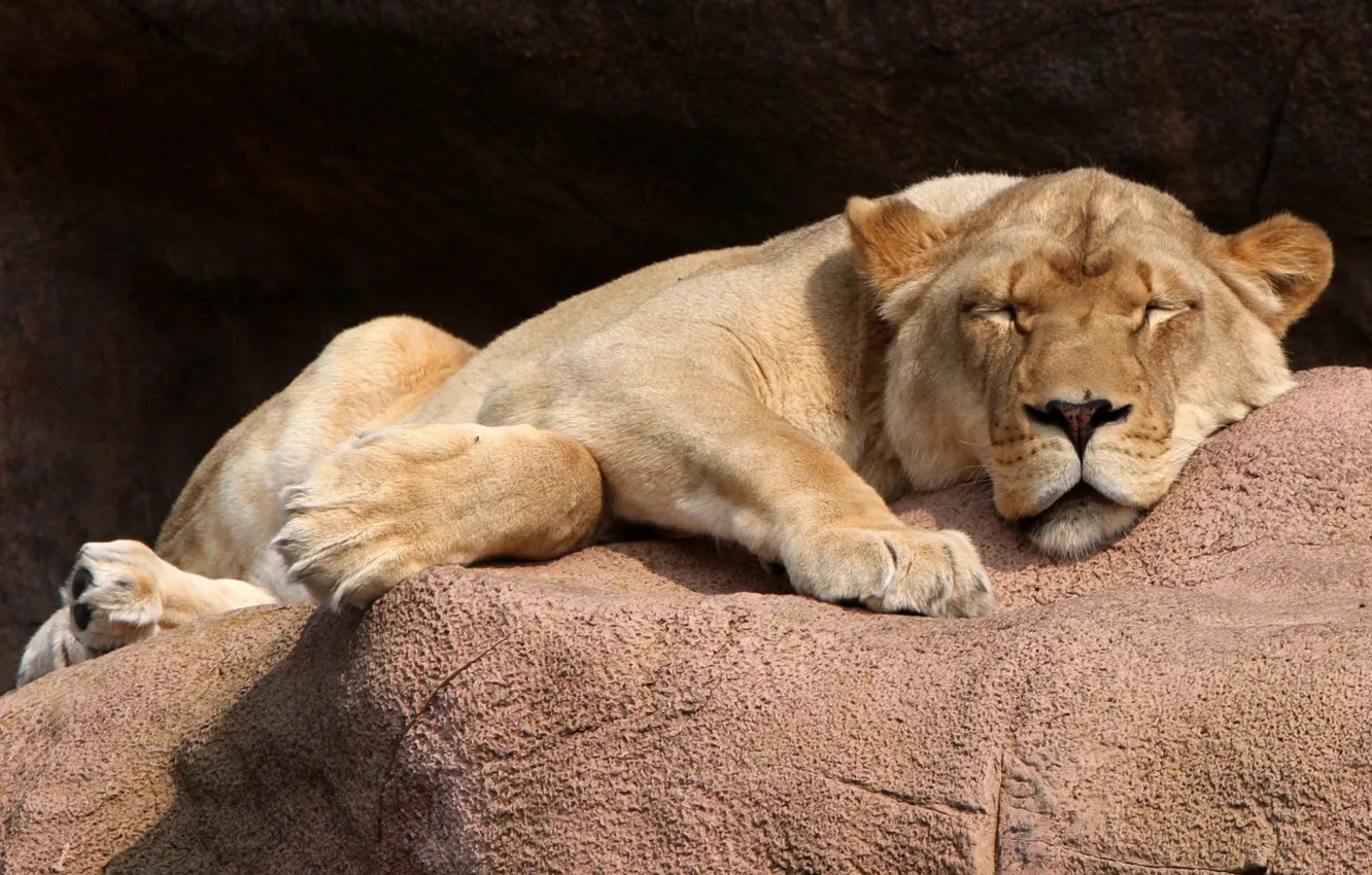Фото обои lion, animal, big cat, lazy