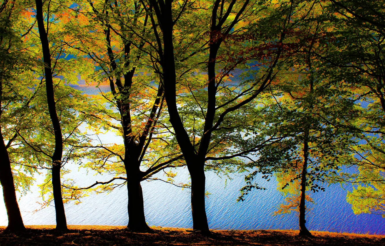 Фото обои осень, вода, деревья, река