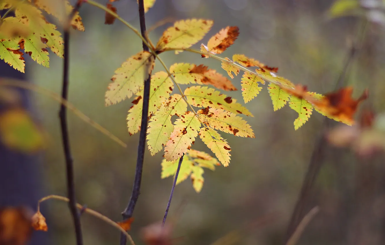 Фото обои осень, листья, макро, желтые