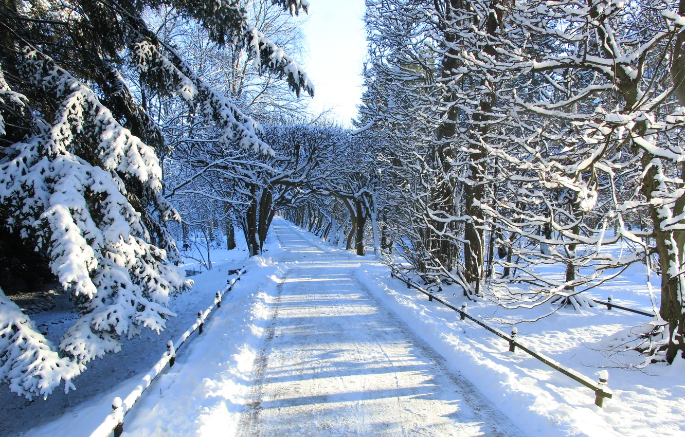 Фото обои park, winter, snow, alley