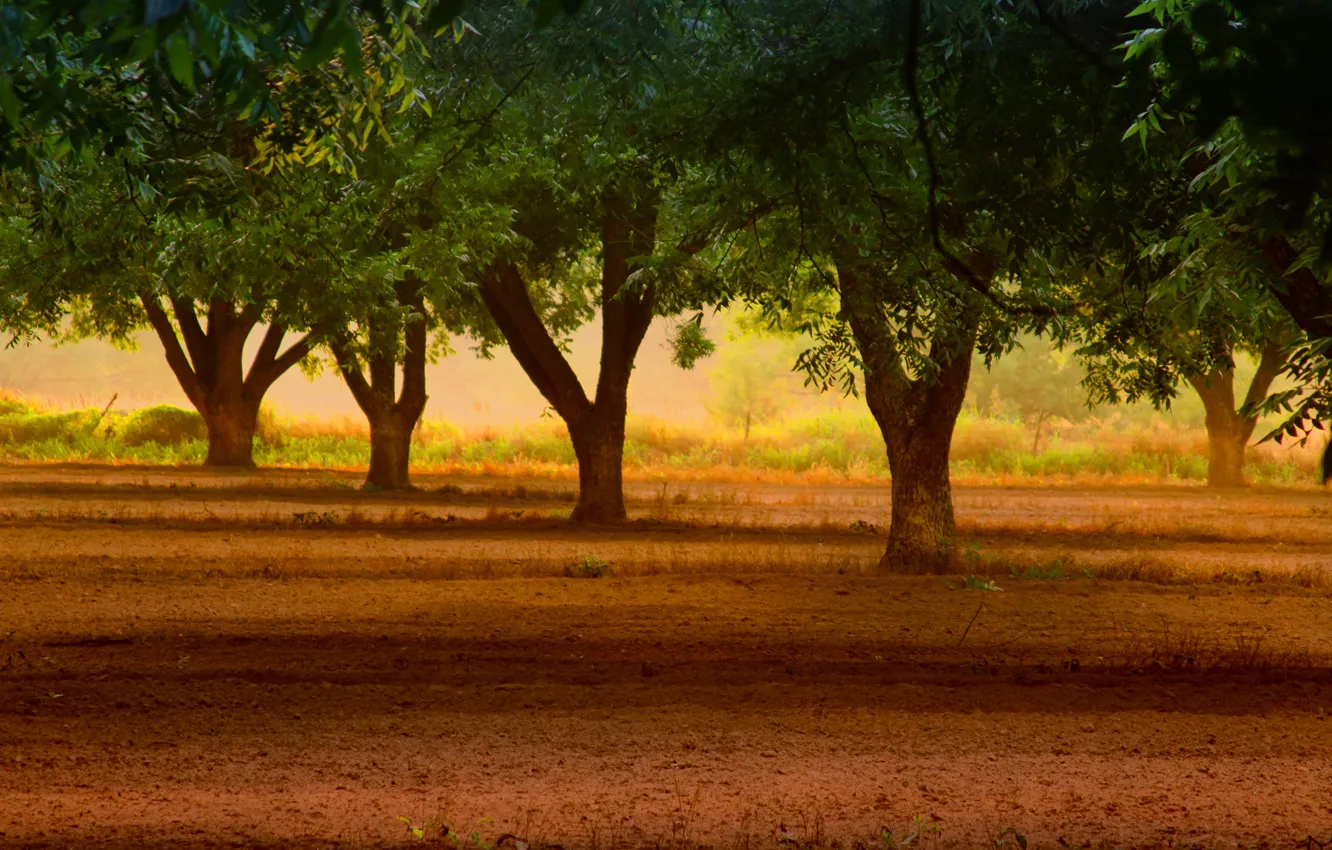 Фото обои листья, деревья, природа, фон, дерево, widescreen, обои, листва