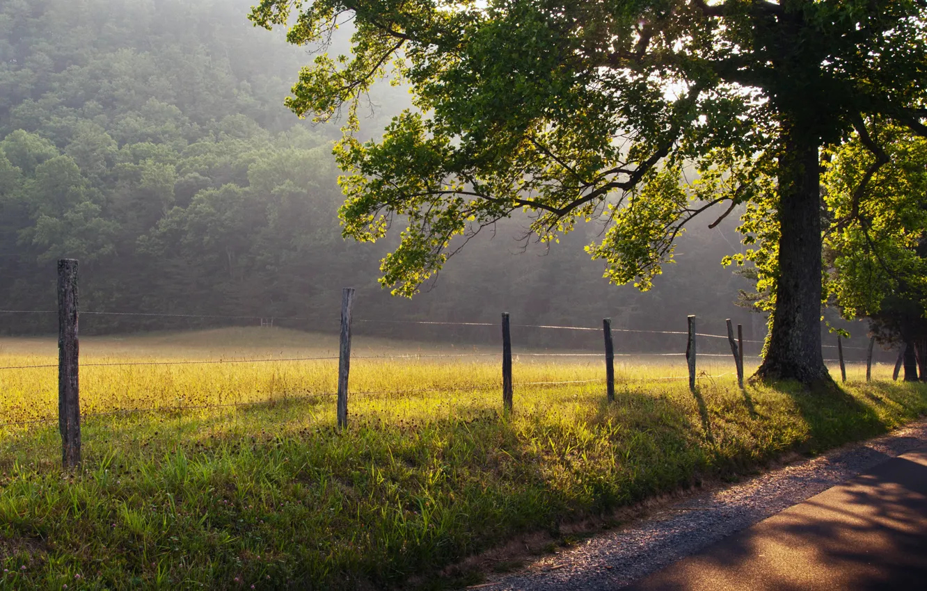 Фото обои дорога, трава, солнце, лучи, природа, туман, дерево, рассвет