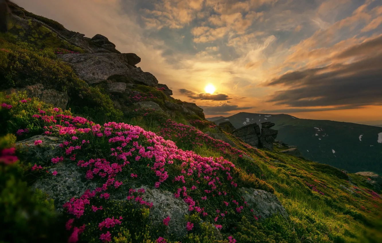 Фото обои закат, цветы, природа, Швейцария, Daniel Maier