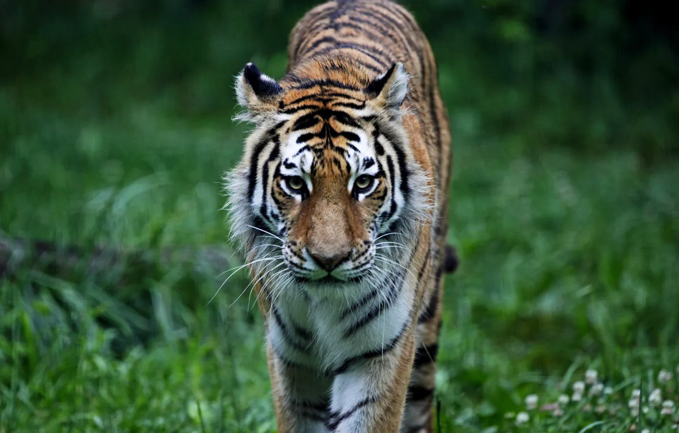 Фото обои лес, трава, кошки, тигр, животное, хищник, киска, animals