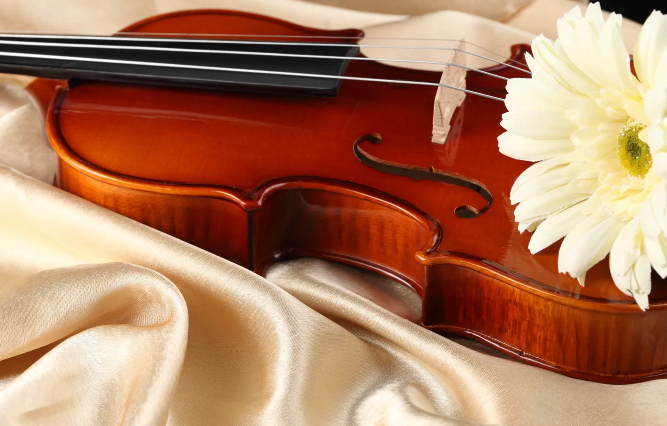 Фото обои цветок, скрипка, ткань, атлас, белая гербера