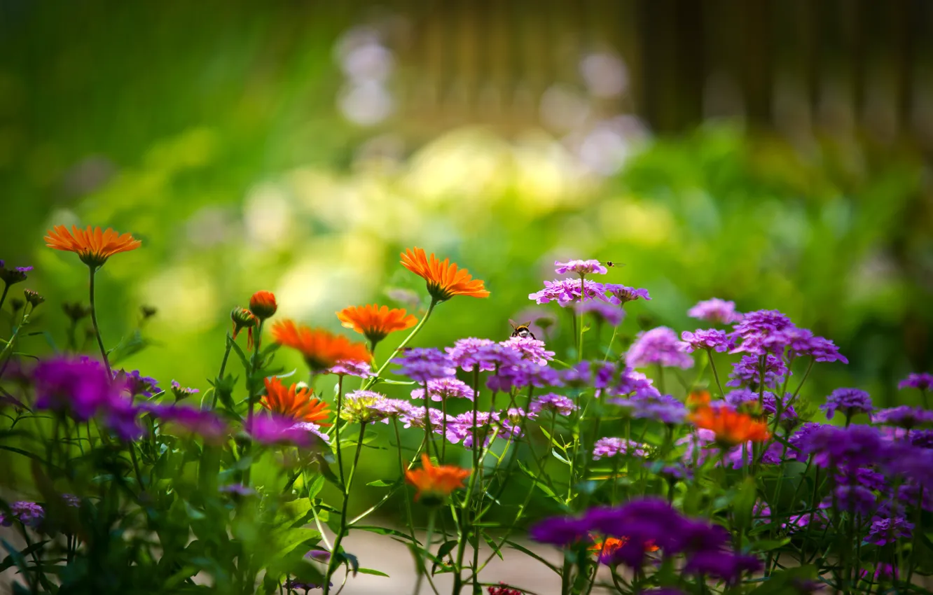 Фото обои лето, растения, яркие цвета