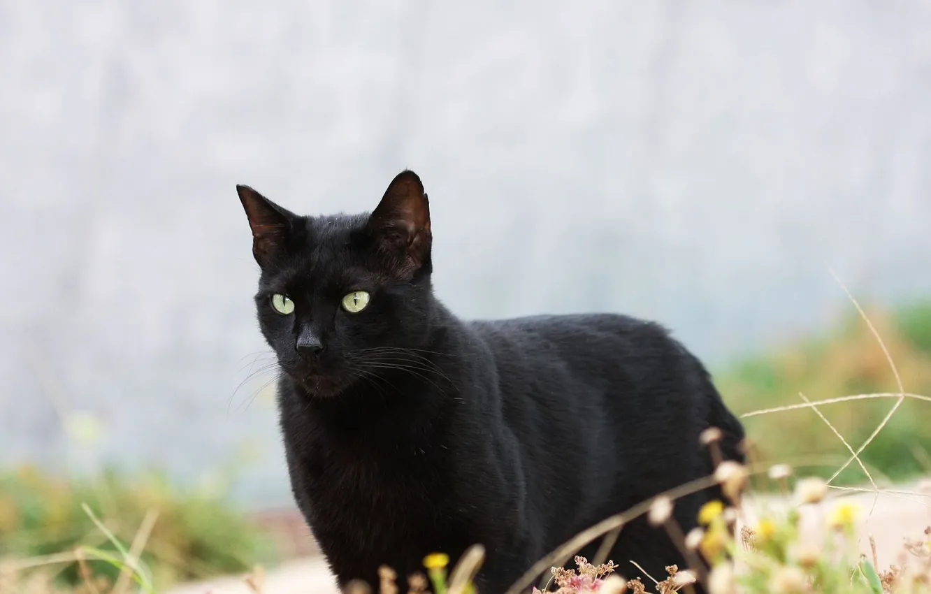 Фото обои кошка, кот, черная