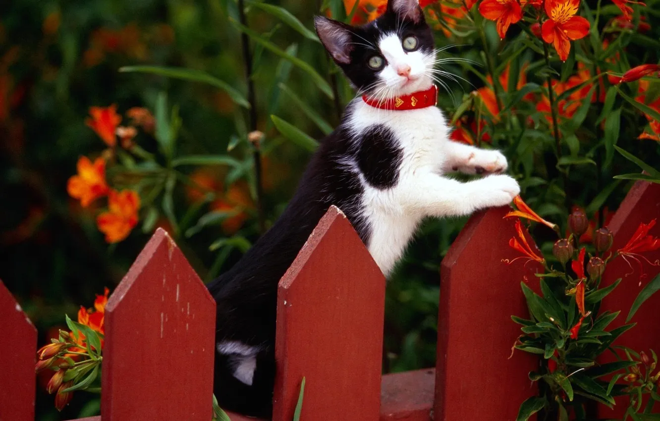 Фото обои цветы, котенок, забор, ошейник