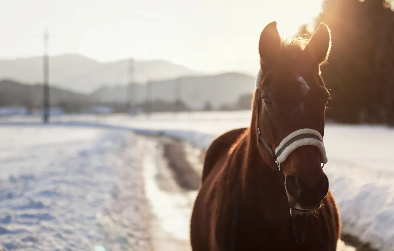 Фото обои зима, глаза, снег, конь, лошадь