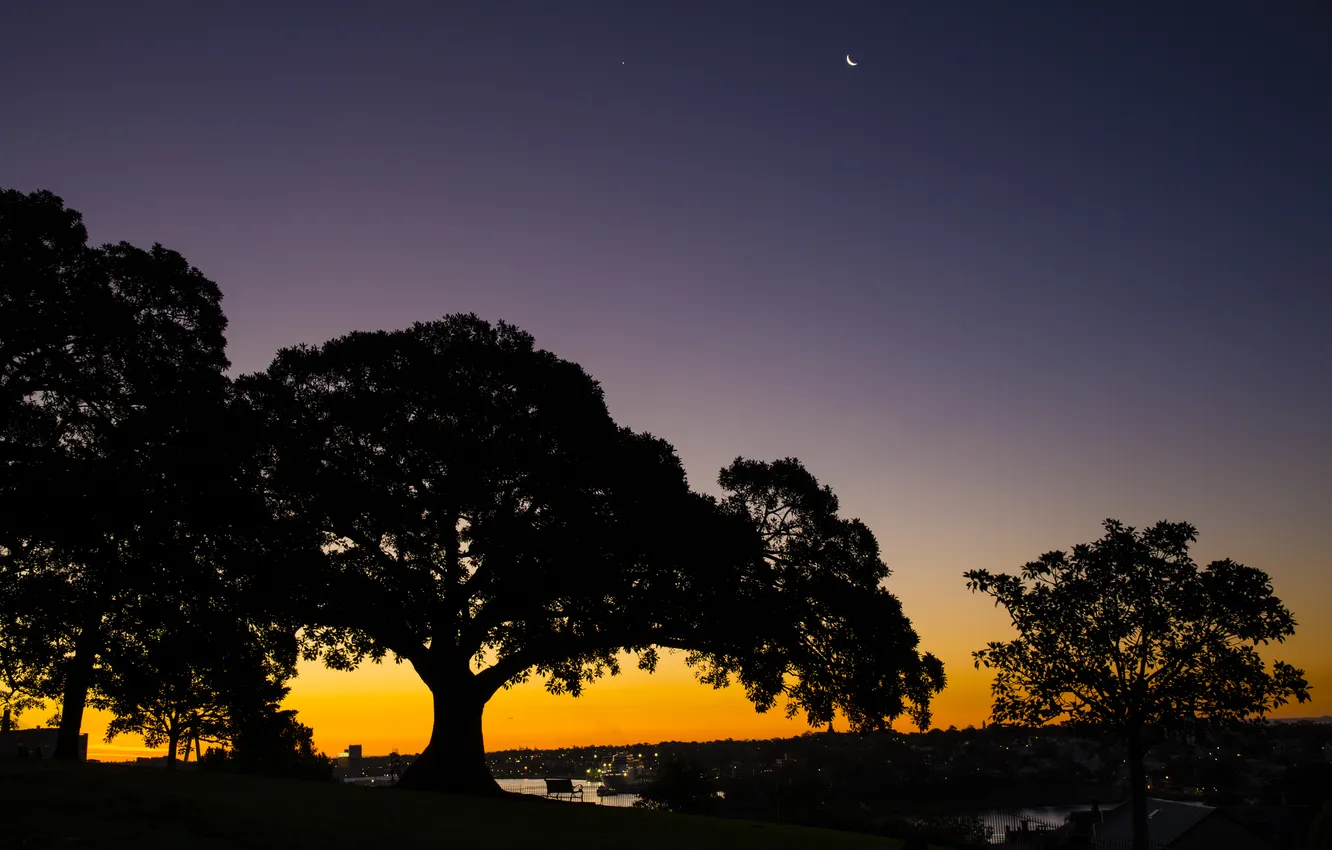 Фото обои деревья, парк, сумерки, Australiaвечер, Observatory Hill in Sydney
