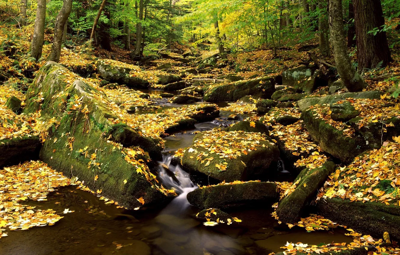 Фото обои осень, лес, листья, природа, река, камни