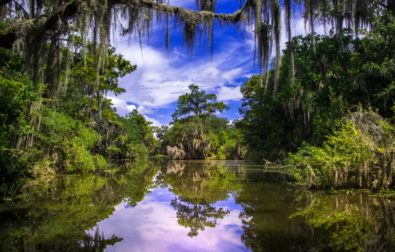 Фото обои деревья, отражение, река, Луизиана, Louisiana, Barataria, Баратария