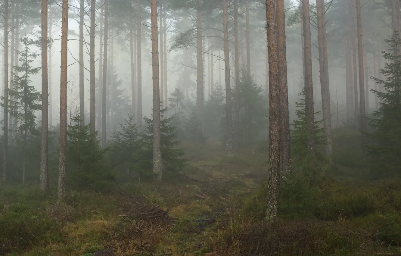 Фото обои лес, деревья, природа, туман, Норвегия, Norway, Telemark, Телемарк