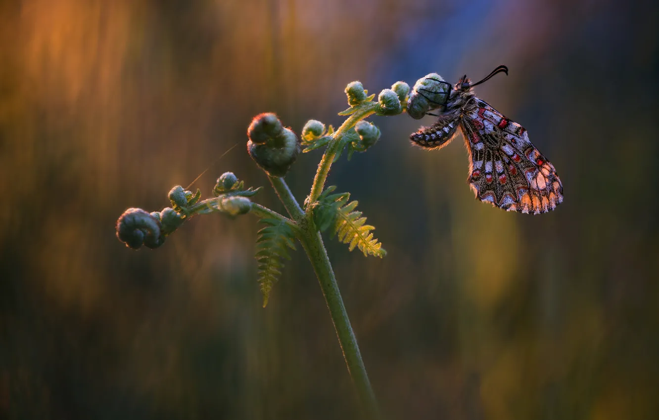 Фото обои макро, фон, бабочка, насекомое, папоротник, обои от lolita777