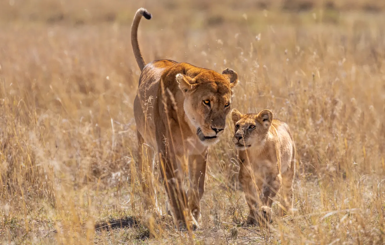 Фото обои природа, малыш, пара, прогулка, львы, львица, мама, львенок