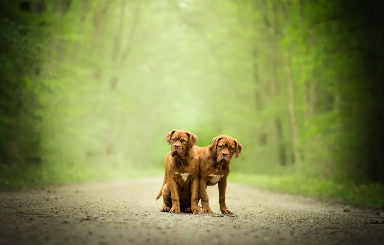 Фото обои собаки, пара, боке, двойняшки, Бордоский дог