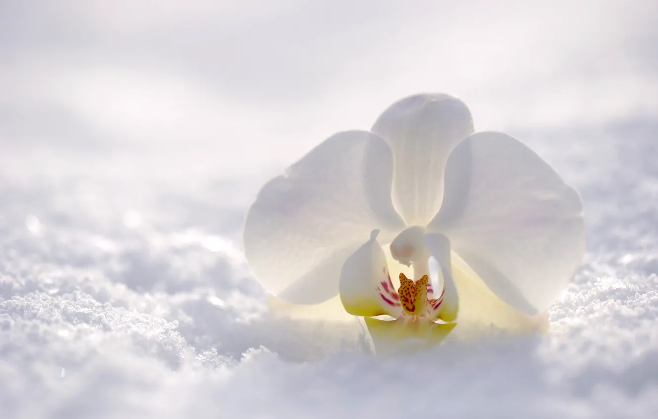 Фото обои зима, цветок, снег, природа, орхидея