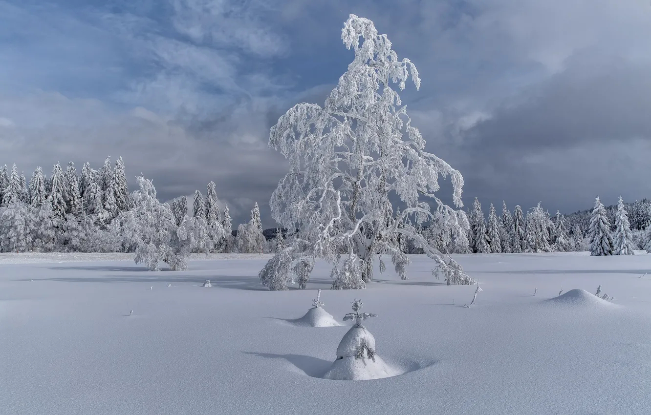 Фото обои зима, снег, деревья, пейзаж, елка