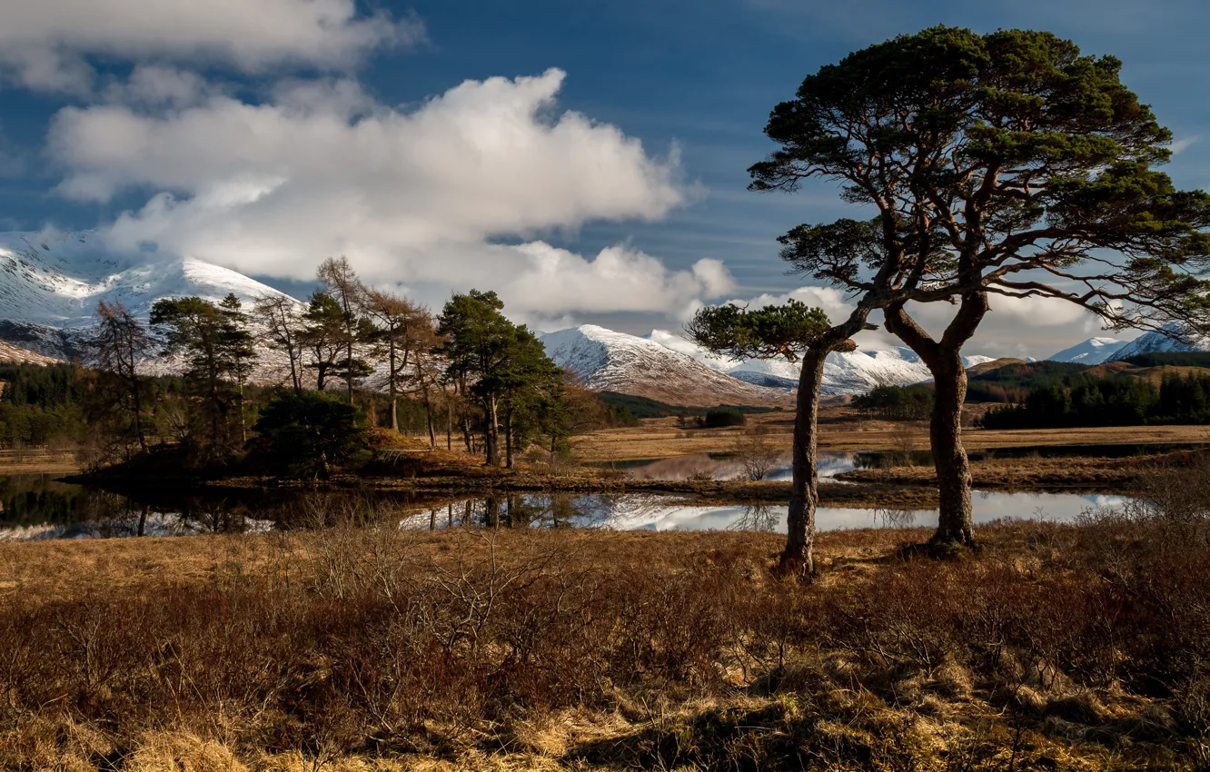 Фото обои осень, небо, облака, деревья, горы, синева, ветви, берег