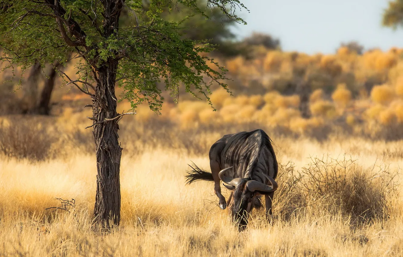 Фото обои природа, Африка, антилопа