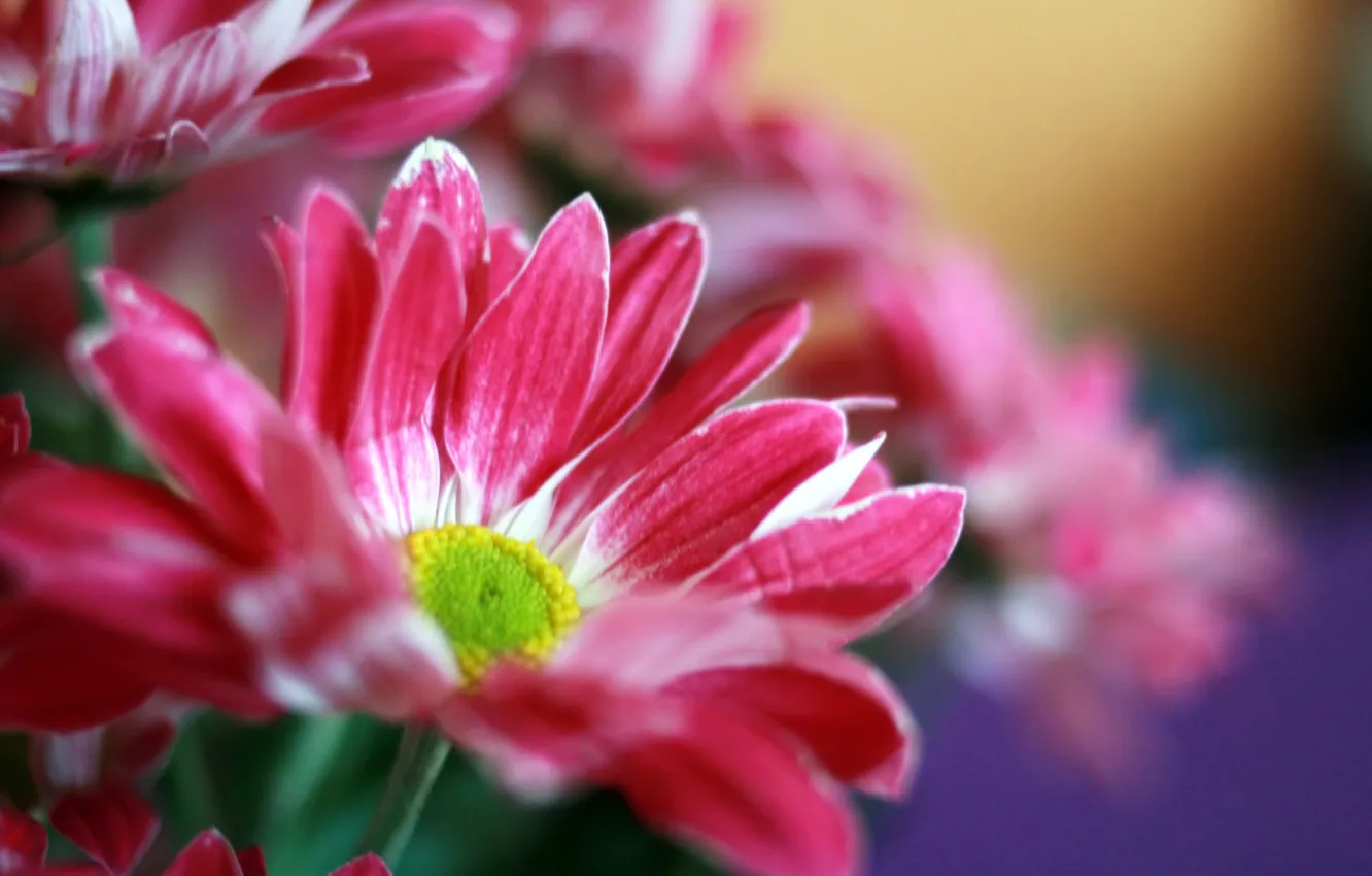 Фото обои цветы, яркие, букет, розовые, хризантемы
